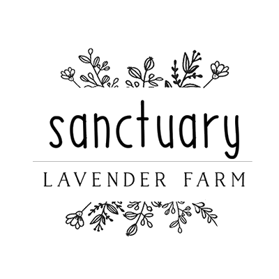Sanctuary Lavender