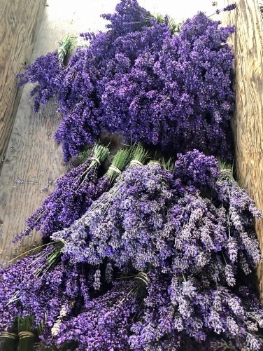 Fresh Lavender Bunches