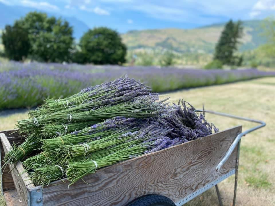 French Lavender Bunches (Unwrapped)